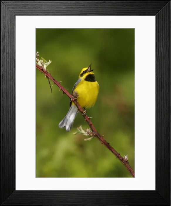 Framed Print : Lawrence's Warbler - Hybrid between Blue-winged Warbler, Vermivora pinus and a Golden-winged Warbler, Vermivora chrysoptera Framed Print : Lawrence's Warbler - Hybrid between Blue-winged Warbler, Vermivora pinus and a Golden-winged Warbler, Vermivora chrysoptera