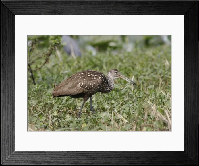 Framed Print : Limpkin Lake Kissimmee, Florida, USA Framed Print : Limpkin Lake Kissimmee, Florida, USA