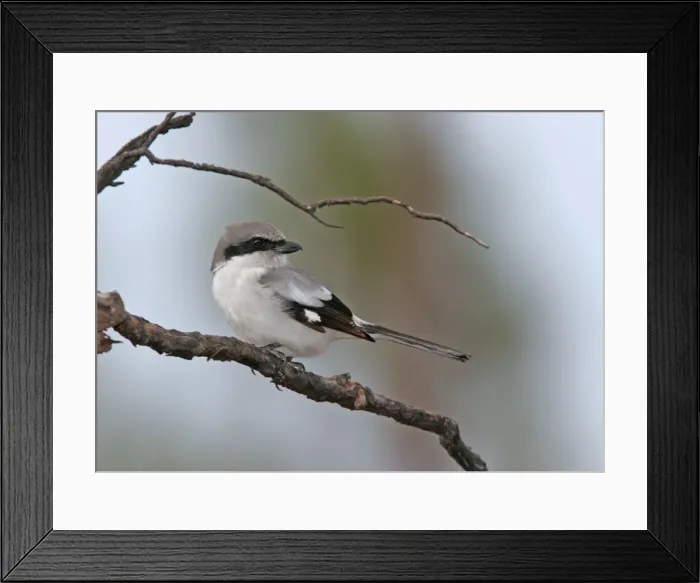 Framed Print : Loggerhead Shrike Florida, USA Framed Print : Loggerhead Shrike Florida, USA