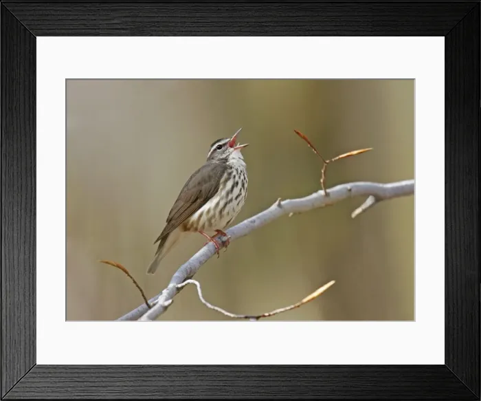 Framed Print : Louisiana Waterthrush Connecticut, USA Framed Print : Louisiana Waterthrush Connecticut, USA