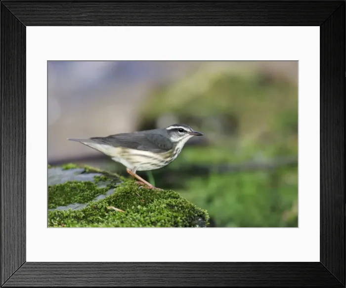 Framed Print : Louisiana Waterthrush Connecticut, USA Framed Print : Louisiana Waterthrush Connecticut, USA