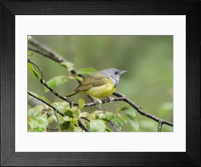 Framed Print : Mourning Warbler Connecticut, USA Framed Print : Mourning Warbler Connecticut, USA
