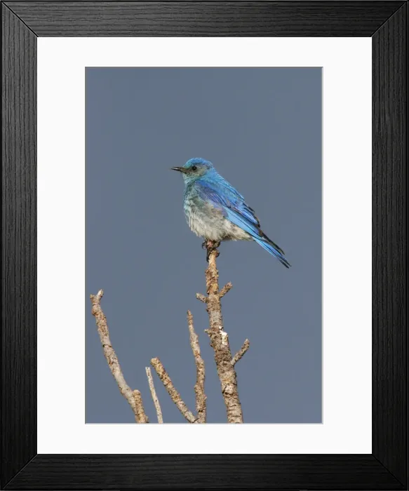 Framed Print : Mountain Bluebird Yellowstone National Park, Wyoming, USA Framed Print : Mountain Bluebird Yellowstone National Park, Wyoming, USA