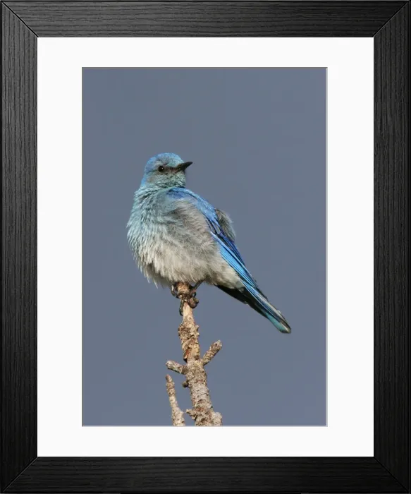 Framed Print : Mountain Bluebird Yellowstone National Park, Wyoming, USA Framed Print : Mountain Bluebird Yellowstone National Park, Wyoming, USA
