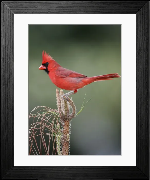 Framed Print : Northern Cardinal male, Cardinalis cardinalis Framed Print : Northern Cardinal male, Cardinalis cardinalis
