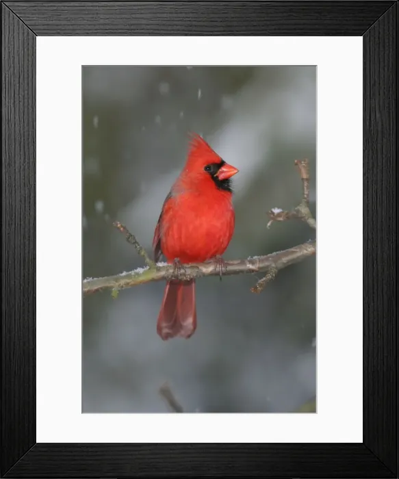 Framed Print : Northern Cardinal Hamden, CT, USA Framed Print : Northern Cardinal Hamden, CT, USA