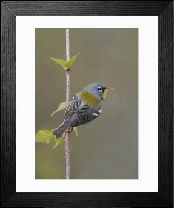 Framed Print : Northern Parula Framed Print : Northern Parula