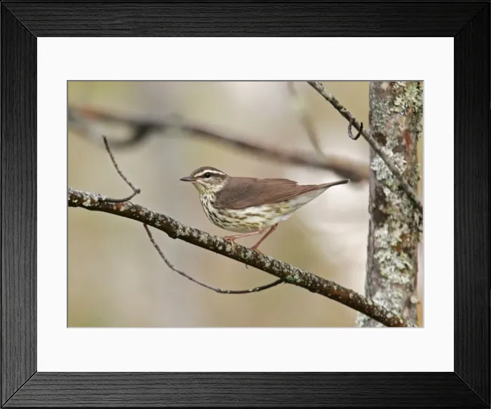 Framed Print : Northern Waterthrush Framed Print : Northern Waterthrush