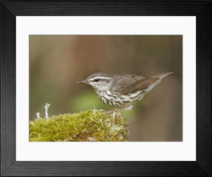 Framed Print : Northern Waterthrush Framed Print : Northern Waterthrush