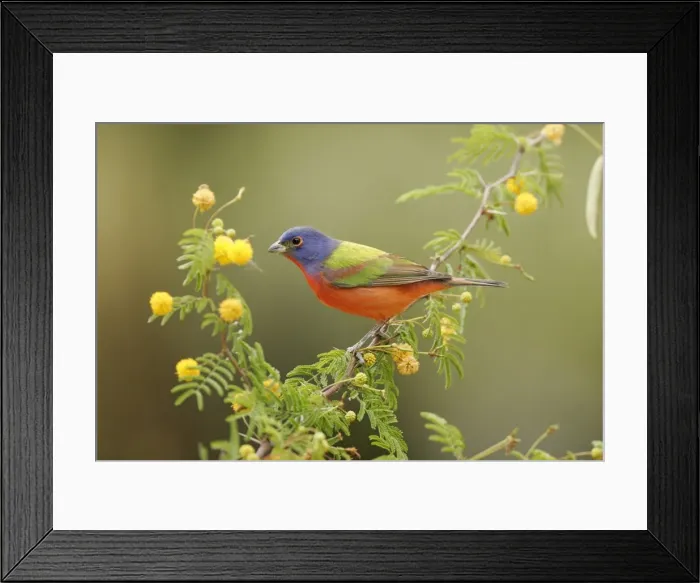 Framed Print : Painted Bunting - male South Florida, USA Framed Print : Painted Bunting - male South Florida, USA