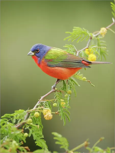 Painted Bunting - male South Florida, USA