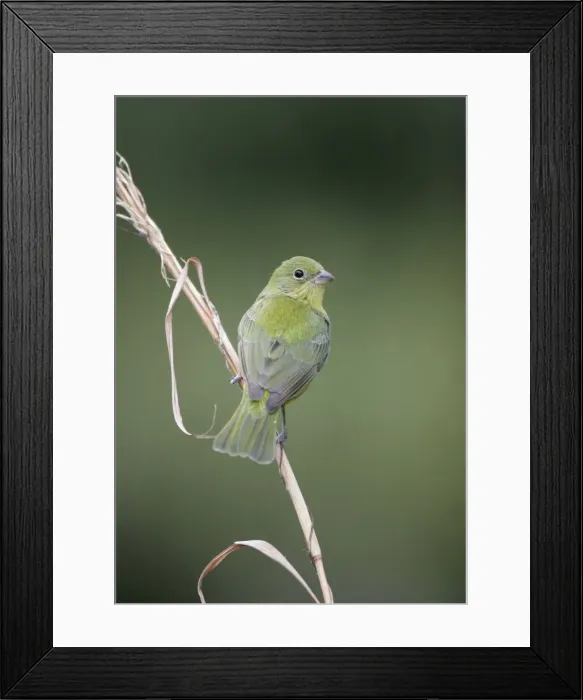 Framed Print : Painted Bunting - female south Florida, USA Framed Print : Painted Bunting - female south Florida, USA