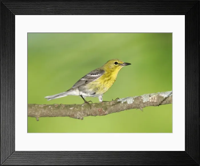 Framed Print : Pine Warbler - spring plumage Connecticut, USA Framed Print : Pine Warbler - spring plumage Connecticut, USA