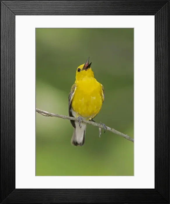 Framed Print : Prothonotary Warbler - spring plumage Connecticut, USA Framed Print : Prothonotary Warbler - spring plumage Connecticut, USA