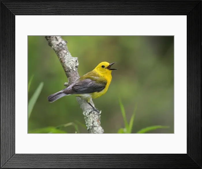 Framed Print : Prothonotary Warbler - spring plumage Connecticut, USA Framed Print : Prothonotary Warbler - spring plumage Connecticut, USA