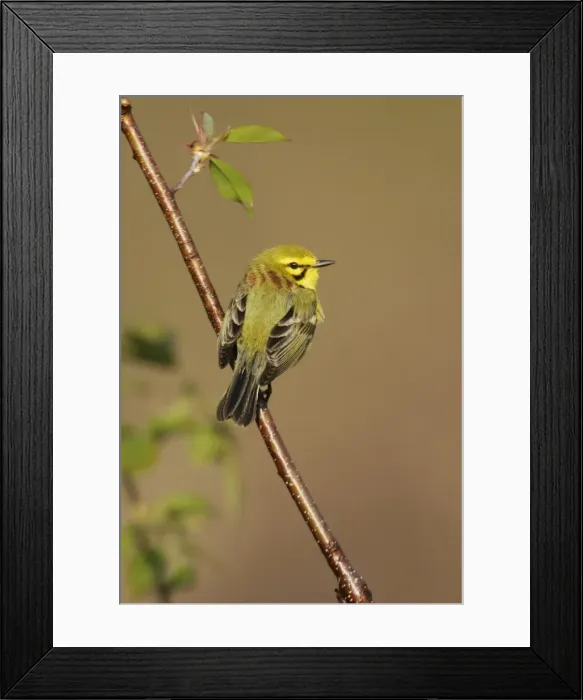 Framed Print : Prairie Warbler - on territory Connecticut. USA Framed Print : Prairie Warbler - on territory Connecticut. USA