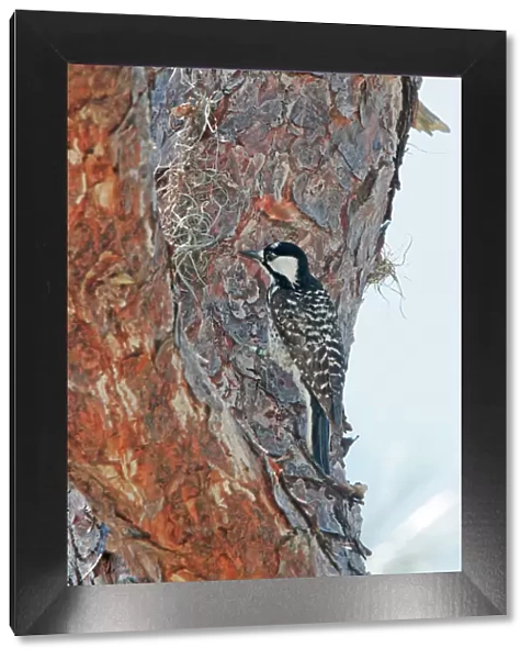 Red-cockaded Woodpecker Florida, USA