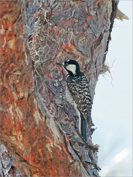 Red-cockaded Woodpecker Florida, USA