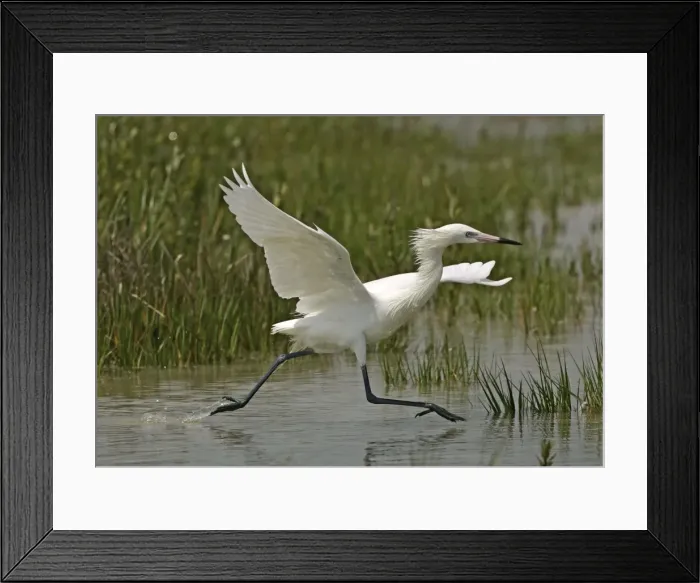 Framed Print : Reddish Egret - white morph Florida, USA Framed Print : Reddish Egret - white morph Florida, USA