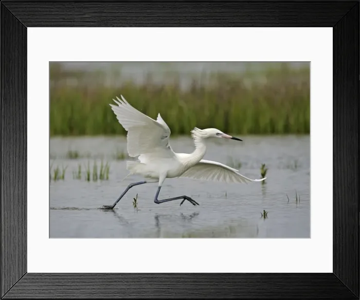 Framed Print : Reddish Egret - white morph Florida, USA Framed Print : Reddish Egret - white morph Florida, USA
