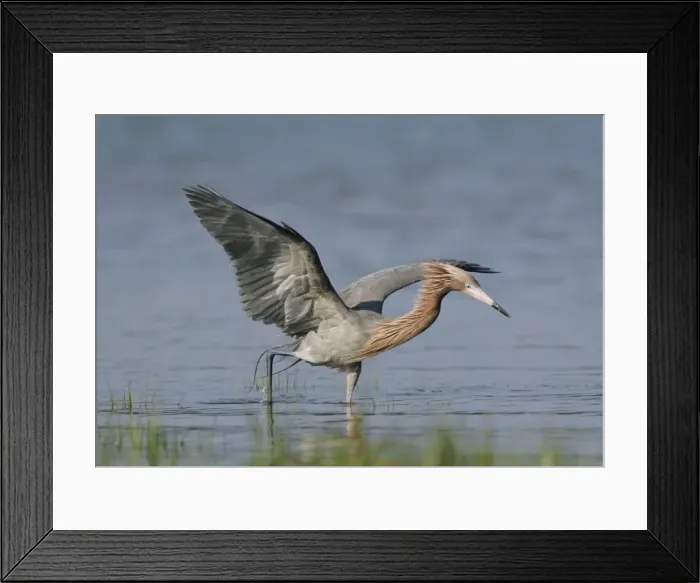 Framed Print : Reddish Egret - dark morph Florida, USA Framed Print : Reddish Egret - dark morph Florida, USA