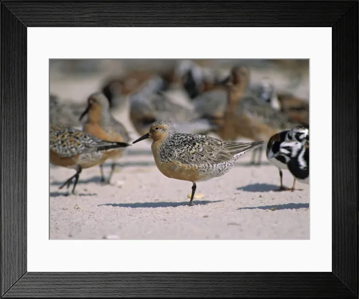 Framed Print : Red Knot Reeds Beach, New Jersey, USA Framed Print : Red Knot Reeds Beach, New Jersey, USA