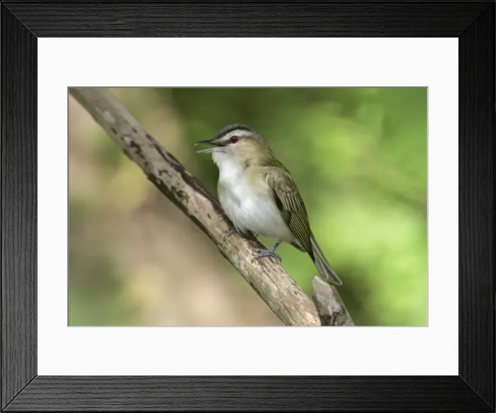 Framed Print : Red-eyed Vireo - on breeding territory in spring. Connecticut, USA Framed Print : Red-eyed Vireo - on breeding territory in spring. Connecticut, USA