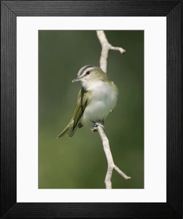 Framed Print : Red-eyed Vireo - On breeding territory in spring. Connecticut, USA