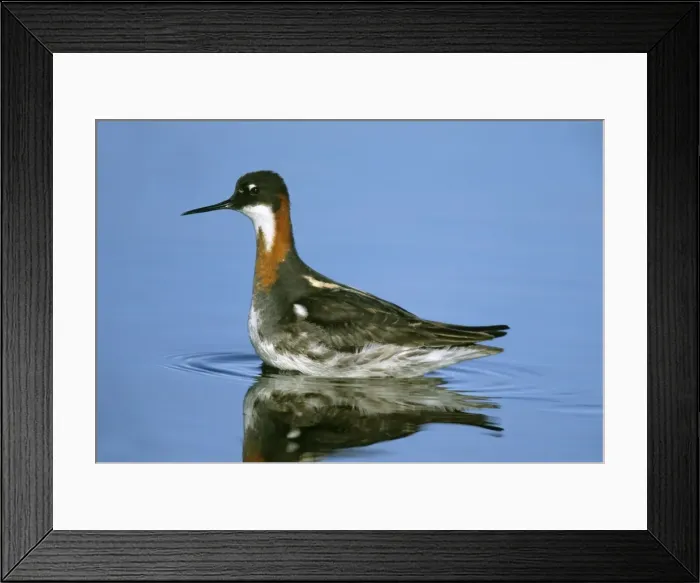 Framed Print : Red-necked Phalarope - female Nome Alaska Framed Print : Red-necked Phalarope - female Nome Alaska