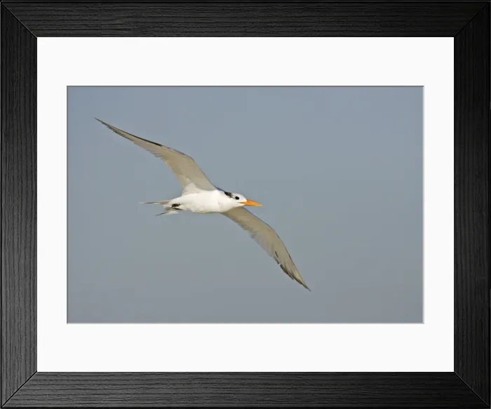 Framed Print : Royal Tern Cape May, New Jersey, USA Framed Print : Royal Tern Cape May, New Jersey, USA