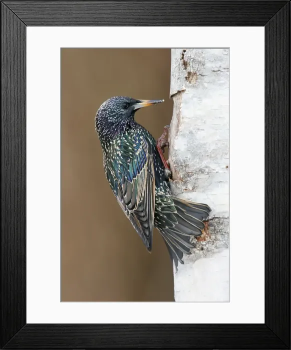 Framed Print : European Starling - in winter plumage Hamden, Connecticut, USA Framed Print : European Starling - in winter plumage Hamden, Connecticut, USA