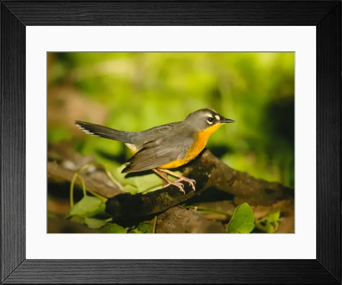 Framed Print : Fat-tailed Warbler Framed Print : Fat-tailed Warbler