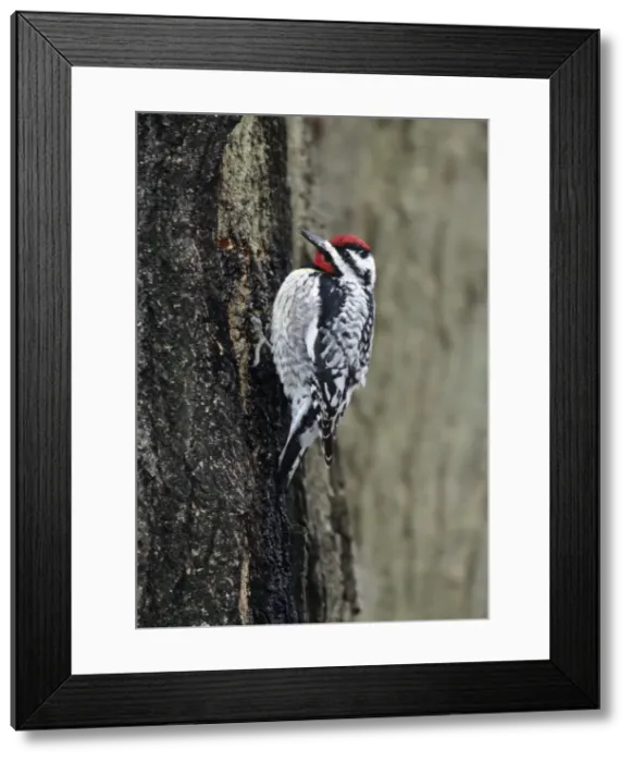 Framed Print : Yellow-bellied Sapsucker - at sap well Hamden, Connecticut, USA Framed Print : Yellow-bellied Sapsucker - at sap well Hamden, Connecticut, USA