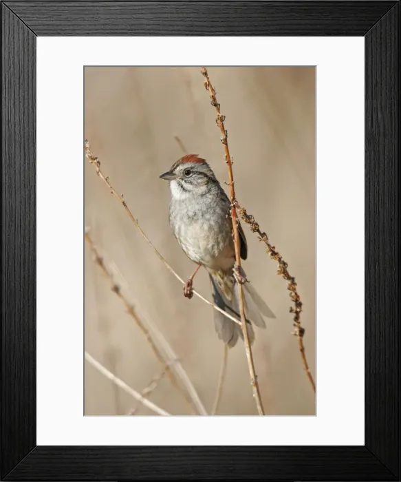 Framed Print : Swamp Sparrow - Spring Connecticut, USA Framed Print : Swamp Sparrow - Spring Connecticut, USA