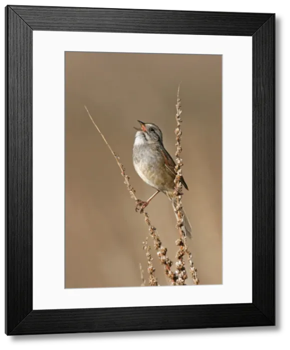 Framed Print : Swamp Sparrow - Spring Connecticut, USA Framed Print : Swamp Sparrow - Spring Connecticut, USA