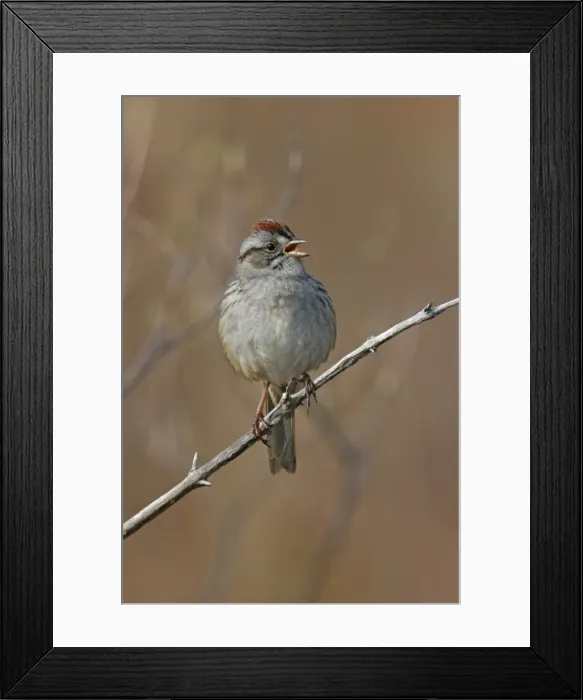 Framed Print : Swamp Sparrow - Spring Connecticut, USA Framed Print : Swamp Sparrow - Spring Connecticut, USA