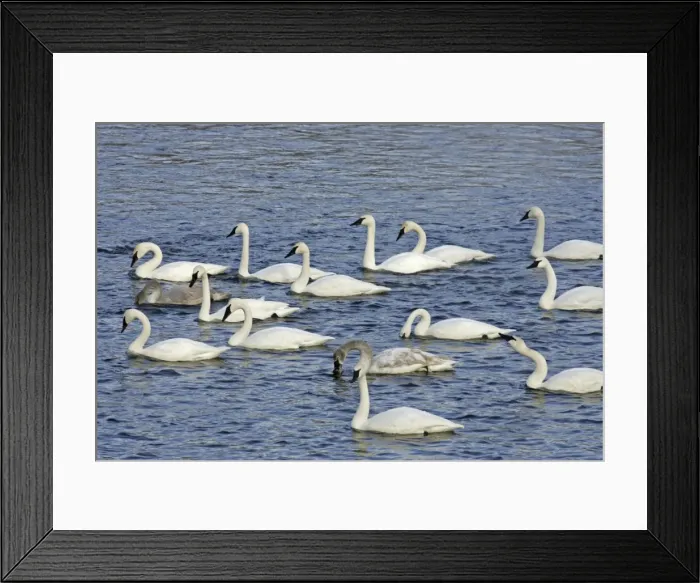 Framed Print : Trumpter Swan Mississippi River Minnesota, USA Framed Print : Trumpter Swan Mississippi River Minnesota, USA