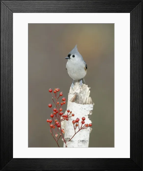 Framed Print : Tufted Titmouse Hamden, Connecticut, USA Framed Print : Tufted Titmouse Hamden, Connecticut, USA