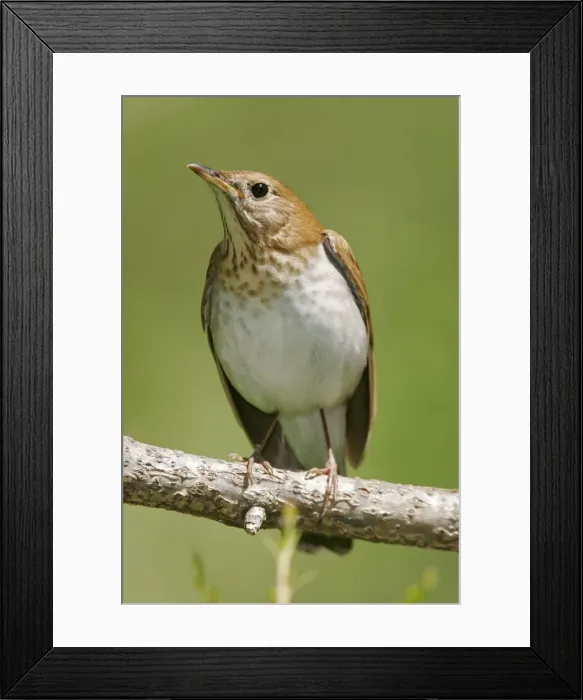 Framed Print : Veery Connecticut, USA Framed Print : Veery Connecticut, USA