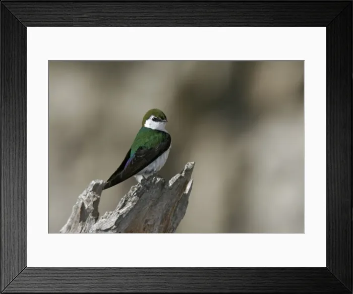 Framed Print : Violet-green Swallow Yellowstone National Park Framed Print : Violet-green Swallow Yellowstone National Park