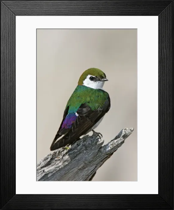 Framed Print : Violet-green Swallow Yellowstone National Park, Wyoming, USA Framed Print : Violet-green Swallow Yellowstone National Park, Wyoming, USA