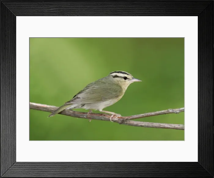 Framed Print : Worm-eating Warbler - spring Connecticut, USA Framed Print : Worm-eating Warbler - spring Connecticut, USA