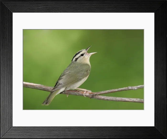 Framed Print : Worm-eating Warbler - spring Connecticut, USA Framed Print : Worm-eating Warbler - spring Connecticut, USA