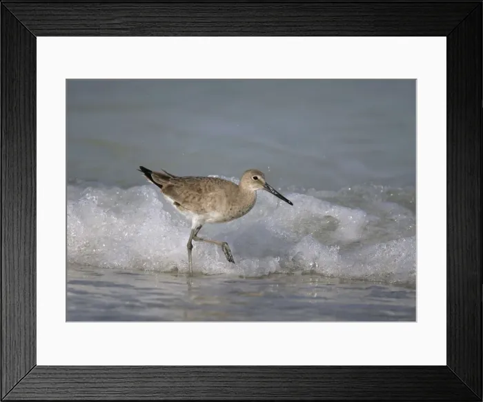 Framed Print : Willet - winter Florida, USA Framed Print : Willet - winter Florida, USA
