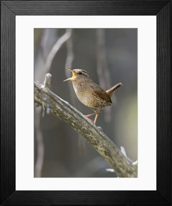 Framed Print : Winter Wren - Spring Connecticut, USA Framed Print : Winter Wren - Spring Connecticut, USA