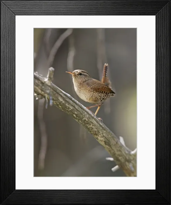 Framed Print : Winter Wren - Spring Connecticut, USA Framed Print : Winter Wren - Spring Connecticut, USA