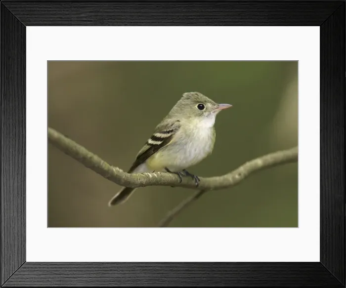 Framed Print : Acadian Flycatcher Framed Print : Acadian Flycatcher
