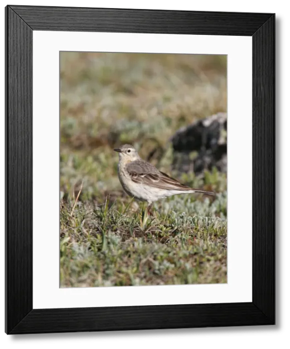 Framed Print : American Pipit Framed Print : American Pipit