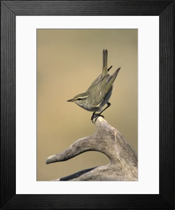 Framed Print : Arctic Warbler Framed Print : Arctic Warbler