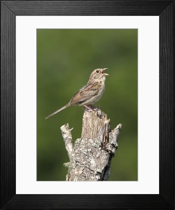 Framed Print : Bachman's Sparrow - singing, on territory. Florida, USA